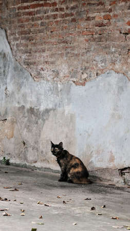 Cat sitting near the old brick wall house.の写真素材