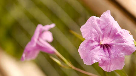 Close up Ruellia simplex or Mexican petunia in bloom with blurred background.の写真素材