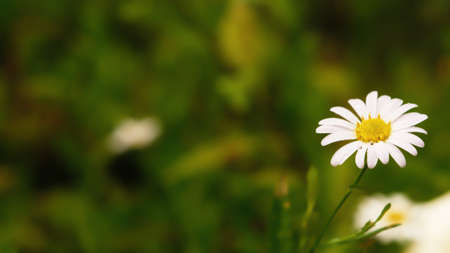 Blurred of white Leucanthemum maximum or max chrysanthemum blossom in the garden.の写真素材