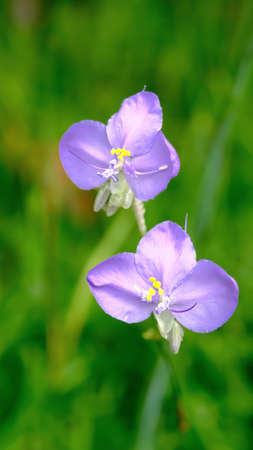 Virginia Spiderwort (Tradescantia virginiana) blooming in garden with blurred background.の写真素材