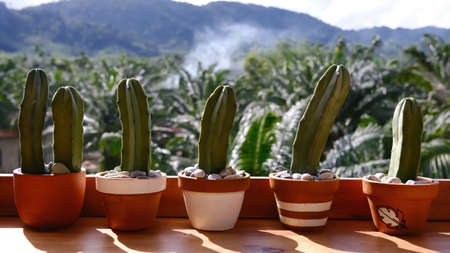 Collection of cactus in a different colour pot with mountain view background.の写真素材