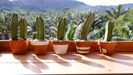 Collection of cactus in a different colour pot with mountain view background.の写真素材