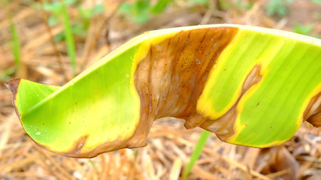 Close up burned tropical banana leaf  from hot sun in the garden.の写真素材