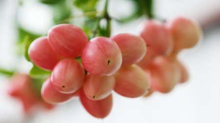 Blurred branch of carunda or karonda fruits on tree.の写真素材