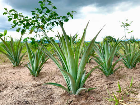 Growing pineapple plant in the garden.の写真素材
