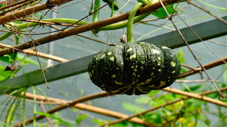 Kabocha squash hanging from a steel frame in the garden.の写真素材