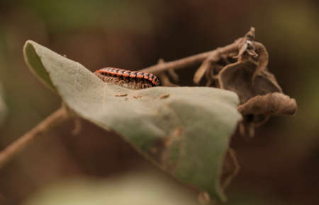 Shocking pink millipede, pink dragon millipede, flat backed millipede in the nature.の写真素材