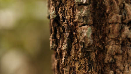 Selective focus rustic tree bark texture background, blurred tree bark texture.の写真素材