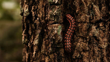 Shocking pink millipede, pink dragon millipede, flat backed millipede in the nature.の写真素材