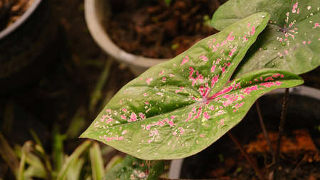 Caladium,elephant ear, colocasia, colourful leaf heart shape of bon tree.の写真素材
