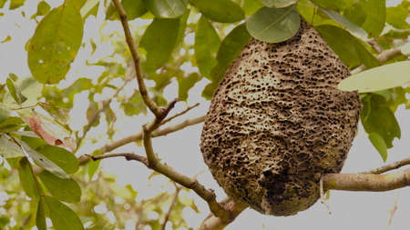 Big ant nest hanging on tree in the forest.の写真素材