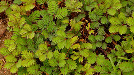 Green natural background of sensitive plant, sleepy plant, shame plant (mimosa pudica plant).の写真素材