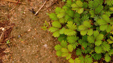 Sensitive plant, sleepy plant, shame plant growth in the garden (mimosa pudica plant).の写真素材