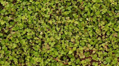 Top view green grass with leaf textured background.の写真素材
