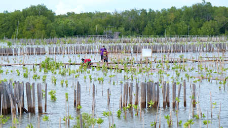 September-16-2021, Bang Khun Thian Sea, Bangkok : Valunteer growth young mangrove tree in forestation, Bangkok, Thailand.のeditorial素材