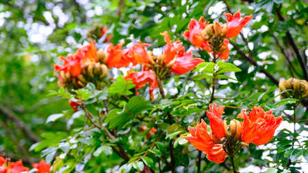 Spathodea campanulata, is commonly known as the African tulip tree blossom in forest.の写真素材