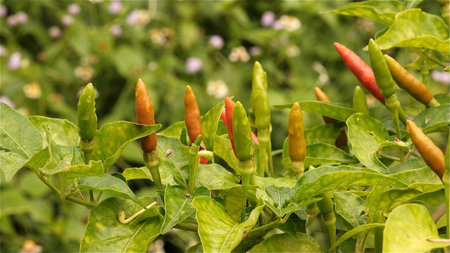Hot chilli pepper on tree in the vegetable garden. Selective. Selective focus, shallow depth of field.の写真素材