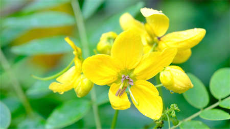Senna (Cassia Corymbosa) flowers blossom in spring.の写真素材