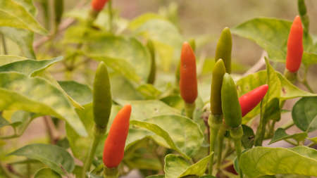 Hot chilli pepper on tree in the vegetable garden. Selective. Selective focus, shallow depth of field.の写真素材
