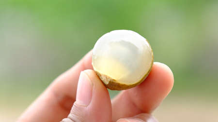 A hand holding fresh pilled longan  with blurred background.の写真素材