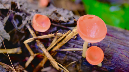 Selective focus fungi cup, champagne mushroom or pink cup mushroom in tropical rain forest.の写真素材