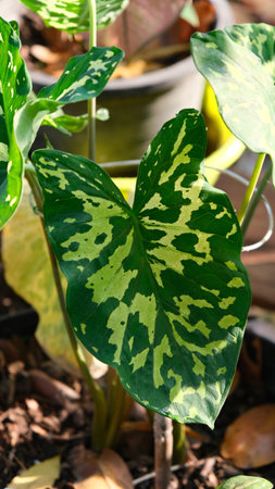 Caladium, colocasia,  leaf camouflage, military pattern on  elephant ear leaf.の写真素材