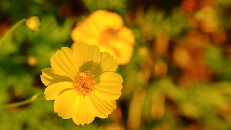 Cosmos sulphureus or yellow cosmos blooming in summer season.の写真素材