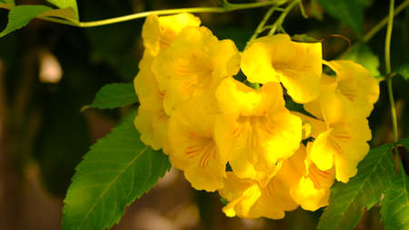 Tecoma stans or Yellow elder, Trumpetbush, Trumpetflower, Yellow trumpet-flower in bloom.