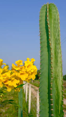 Green San Pedro Cactus and Tecoma stans or Yellow elder in the garden.の写真素材