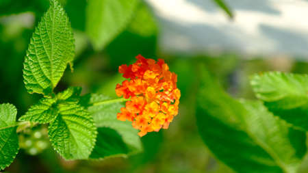 Lantana urticoides, Texas lantana or calico bush blossom in spring season.の写真素材