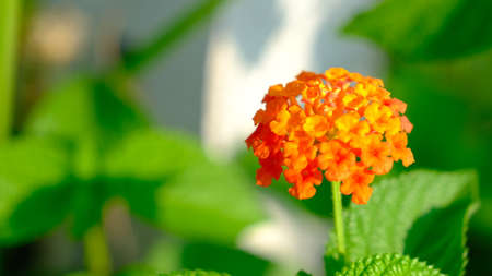 Lantana urticoides, Texas lantana or calico bush blossom in spring season.の写真素材