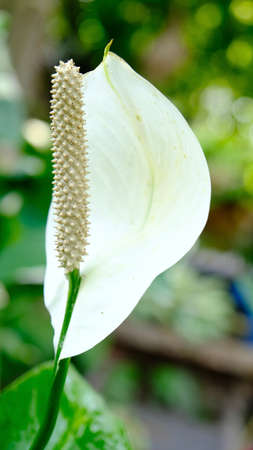 Spathiphyllum Common Name Mauna Loa Peace Lily, Peace Lily, Spathe Flower White Sailsの写真素材