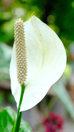 Spathiphyllum Common Name Mauna Loa Peace Lily, Peace Lily, Spathe Flower White Sailsの写真素材