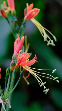 Selective focus Eucrosia bicolor flower in a garden,(Eucrosia bicolor Ker Gawl, Peruvian Lily, Eucrosia)の写真素材