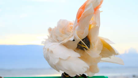 Close-up of salmon crested cockatoo on beach, Soft Focus.の写真素材