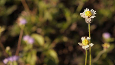 Selective focus tridax procumbens field, or known as coatbuttons, tridax daisy.の写真素材