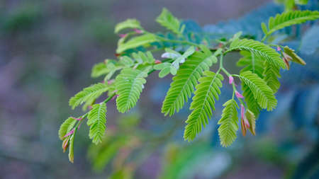 Young shoots of tamarind leaves in the garden.の写真素材