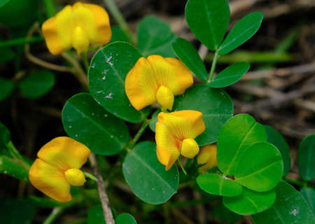 Selective focused yellow peanuts flower with green leaves growing in field, pinto peanut in bloom.の写真素材