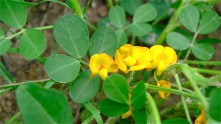 Selective focused yellow peanuts flower with green leaves growing in field, pinto peanut in bloom.の写真素材