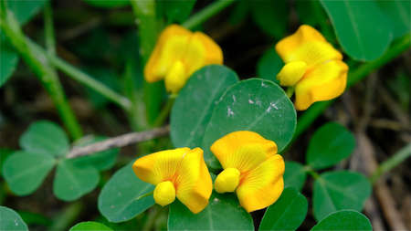 Selective focused yellow peanuts flower with green leaves growing in field, pinto peanut in bloom.の写真素材