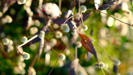 Blurred Grassland with Eriocaulaceae flowers for background. (selective focus)の写真素材
