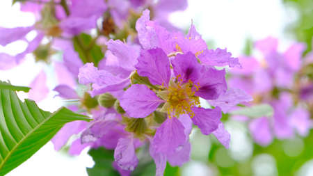 Lagerstroemia speciosa (giant crepe-myrtle, Queen's crepe-myrtle, or pride of India) blossom in spring season.の写真素材