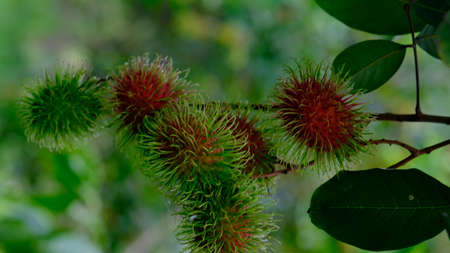 Nephelium lappaceum or Rambutan fruit on tree, sweet tropical fruit in Thailand.の写真素材