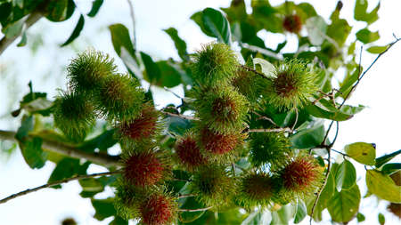 Nephelium lappaceum or Rambutan fruit on tree, sweet tropical fruit in Thailand.の写真素材