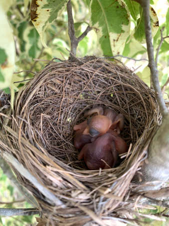 Selective focus baby birds (Sooty-headed bulbul) sleep in the nest.