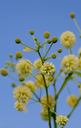 Selective focus Acacia pennata or climbing shrub flower in bloom against blue sky.