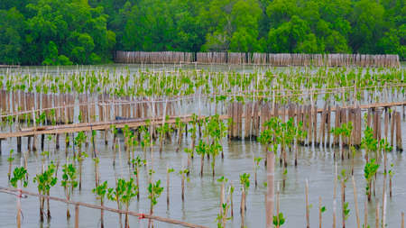 Young mangrove trees at tropical mangrove forest in tropical wetland area, Thailand.の写真素材