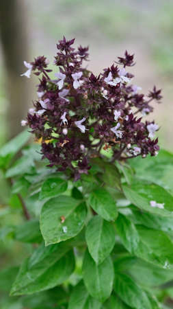 Basil flowers vegetable in the garden, Close up green fresh basil leaves, herbal medicine plant...
