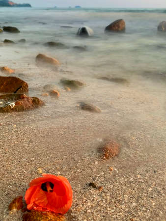 A beautiful red flower on the beach with long exposure seascape background.