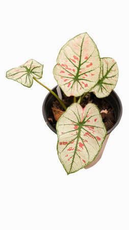 Top view Potted Caladium house plant isolated on white background with clipping path.の写真素材